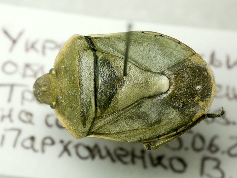Chlorochroa pinicola (Mulsant & Rey, 1852)
